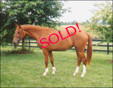 Oldenberg sale horse